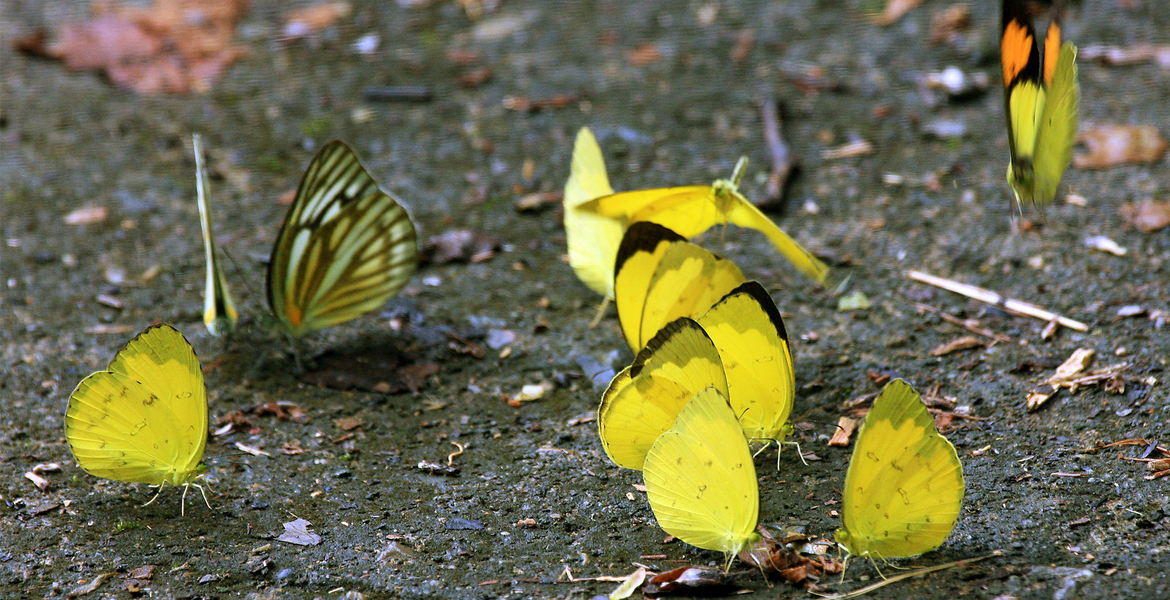 Cuc Phuong National Park Day Tour